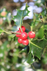 cherries on tree