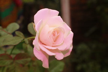 Pastel pink color Rose flower.