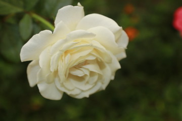 WHITE ROSE