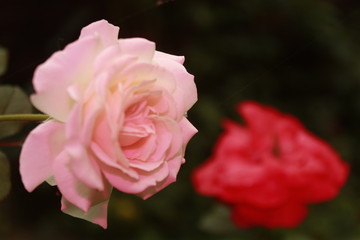 Pastel pink color Rose flower.