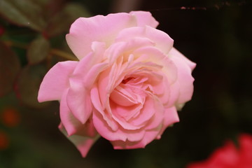Pastel pink color Rose flower.