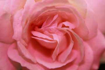 Fototapeta na wymiar Pink rose macrophotography