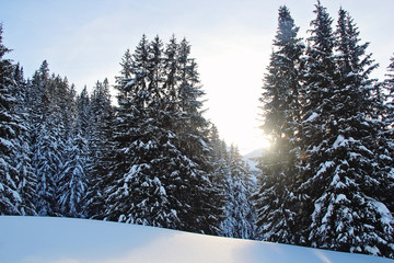 Winter Pine Forest at the Mountains with Snow