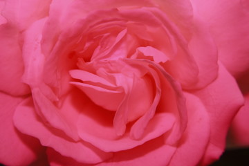 Obraz premium Vibrant Rose flower Close Up Macro. Abstract background