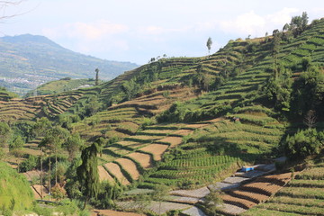 agriculture on the slopes of the mountains under the blue sky