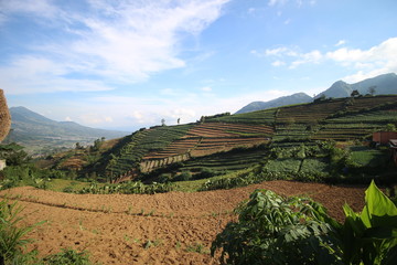 agriculture on the slopes of the mountains under the blue sky