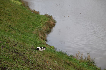 hunter cat and wild birds