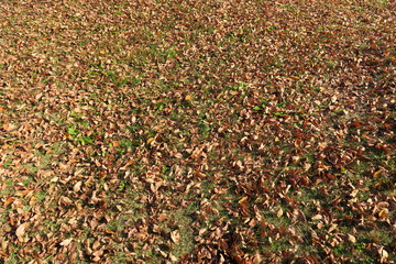 Obraz premium 公園に散る枯れ葉