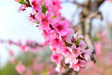 In full bloom in the peach blossom