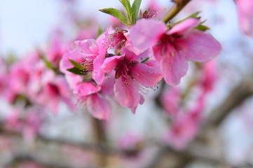 Fototapeta premium In full bloom in the peach blossom