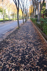 欅の枯れ葉散る初冬の欅通り風景