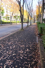 欅の枯れ葉散る初冬の欅通り風景