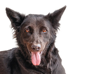 Black gray dog mutt is suffering from the heat on the street in the city. He stuck his tongue out from the heat. head close-up, isolate. gaze looks into the camera