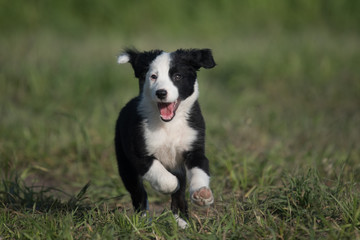 border collie puppy