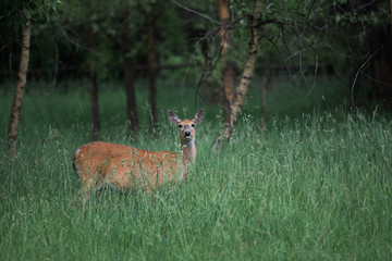 deer in a field