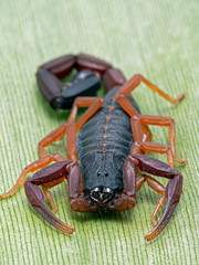 P1010052 Centruroides gracilis Florida bark scorpion vertical copyright ernie cooper 2019