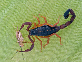 P1010057 Centruroides gracilis Florida bark scorpion banana leaf w cricket copyright ernie cooper 2019