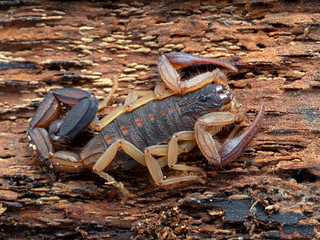 Juvenile brown bark scorpion (Florida bark scorpion), Centruroides gracilis, on bark