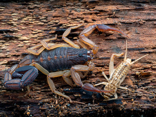 P1010051 Centruroides gracilis Florida bark scorpion on bark w cricket copyright ernie cooper 2019
