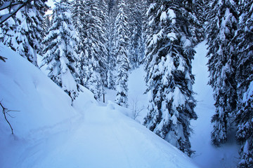 Winter Snowy Road at the Pine Forest or Spruce Woods at the Mountains with Snow