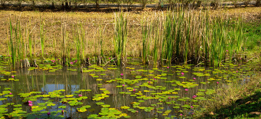 pond with water plants and red lotus
