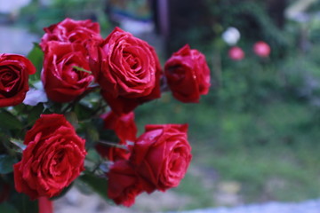 Bunch of Vibrant red rose flowers with nature blur background with copy space.