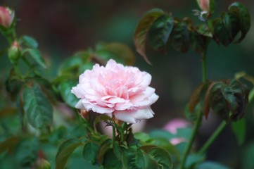 Pink Rose