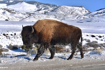 bison in the park