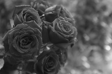 roses monochrome