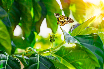 Flying butterfly near noni fruit in bloom