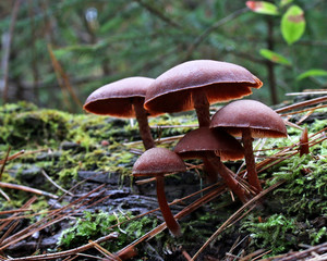 cluster of mushrooms growing on a fallen log in the forest