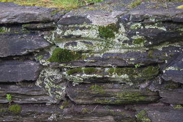 moss on the wall