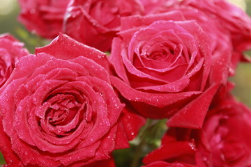 Bunch of Vibrant red rose flowers