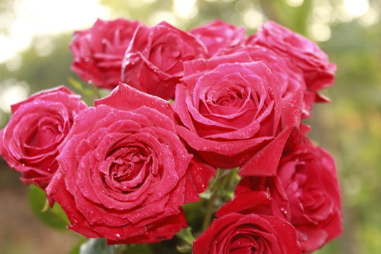 Bunch of Vibrant red rose flowers