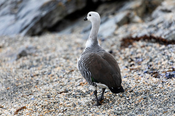White upland goose standing near the water in Patagonia