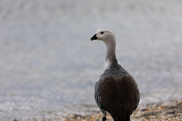 White upland goose standing near the water in Patagonia