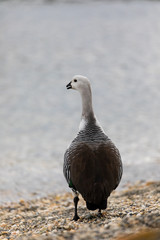 White upland goose standing near the water in Patagonia