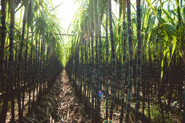 Sugarcane plants growing at field