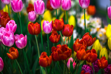 Fototapeta premium Nature Background Gold Flower Field Colorful tulips, which are used to decorate the garden during the cold weather, with the blurring of sunshine, natural beauty