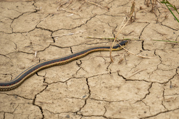 Garter snake crawling slithering over dry cracked dirt earth.