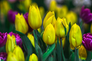 Obraz premium Nature Background Gold Flower Field Colorful tulips, which are used to decorate the garden during the cold weather, with the blurring of sunshine, natural beauty