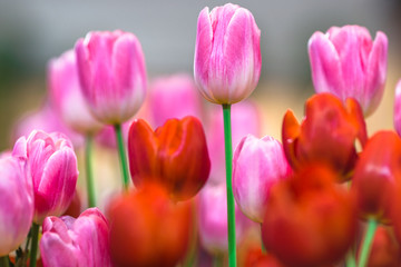 Nature Background Gold Flower Field Colorful tulips, which are used to decorate the garden during the cold weather, with the blurring of sunshine, natural beauty