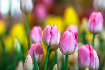 Nature Background Gold Flower Field Colorful tulips, which are used to decorate the garden during the cold weather, with the blurring of sunshine, natural beauty