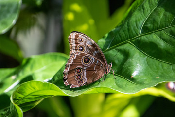 Fototapeta premium butterfly on a leaf