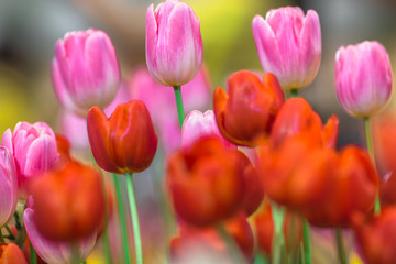 Nature Background Gold Flower Field Colorful tulips, which are used to decorate the garden during the cold weather, with the blurring of sunshine, natural beauty