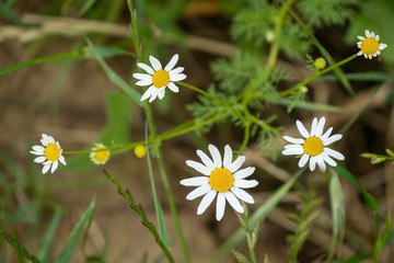 Small white flowers with yellow center daisy wild .