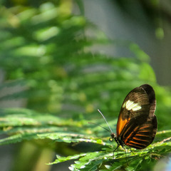 butterfly on a leaf