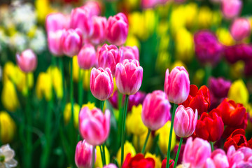 Obraz premium Nature Background Gold Flower Field Colorful tulips, which are used to decorate the garden during the cold weather, with the blurring of sunshine, natural beauty