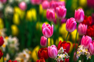 Nature Background Gold Flower Field Colorful tulips, which are used to decorate the garden during the cold weather, with the blurring of sunshine, natural beauty