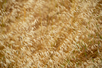Background of wild oats dry and wheat.